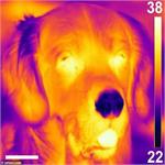 چرا سگ‌ها بینی سردی دارند؟