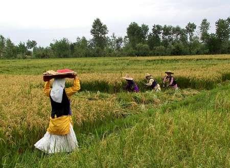 پیش بینی تولید2.3میلیون تن برنج درسالجاری/ ممنوعیت واردات درفصل برداشت برقراراست/چهارشنبه 10 شهریور