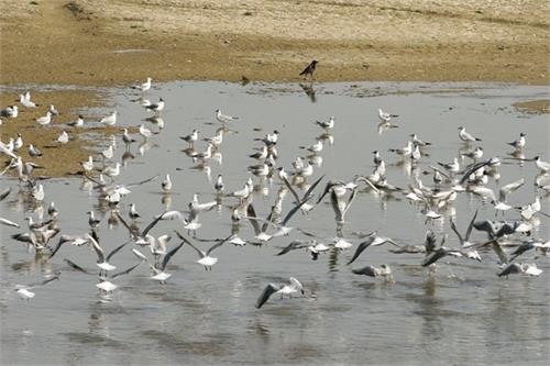 مرگ دسته‌جمعی پرندگان مهاجر در مازندران